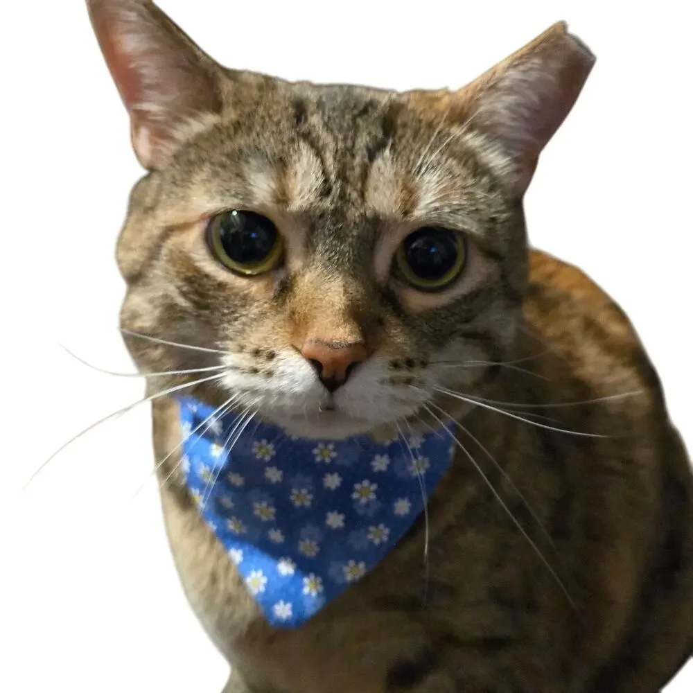 Blue Daisy Floral Cotton Bandana Pet Scarf/Neck Tie for Puppy/Kitten/Cat/Dog